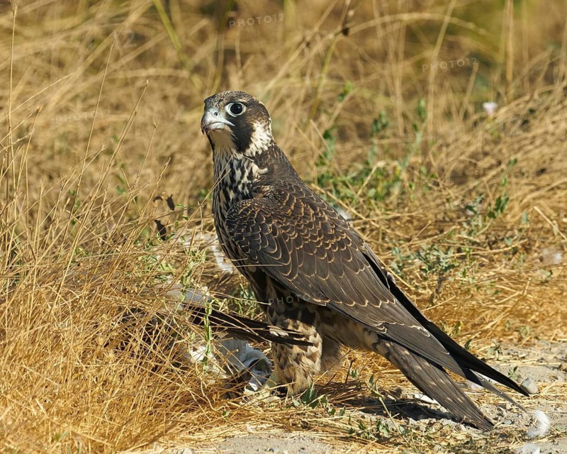 Peregrine Falcon