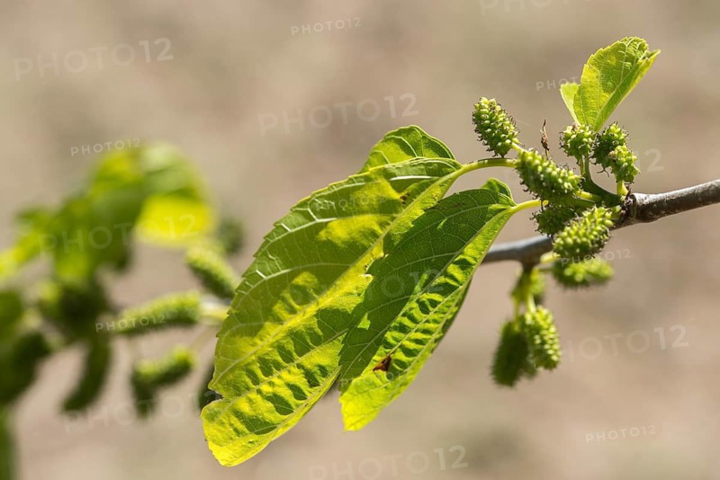 Granelli, Italy, mulberry tree, mulberry family, moraceae, morus alba, pantani cuba and longarini, white mulberry tree, migratory bird sanctuary, Pantani Cuba & Longarini migratory bird sanctuary, fig family, flora, Italy, Mulberry family, plants, Sicily, foundation for biodiversity