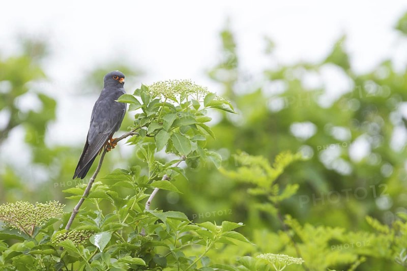 Red-footed Falcon (Falco vespertinus) male, Hungary