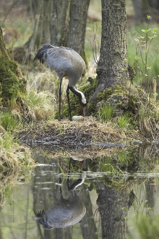 Common Crane (Grus grus) nest, Mecklenburg-Western Pomerania, Germany