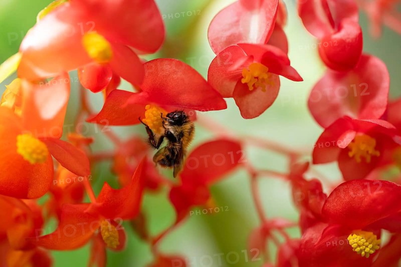 A bumblebee (Bombus) collecting nectar from a ‘Comte de Lesseps' begonia (Begoniaceae) in the Tropical Corridor, a hot and humid greenhouse that simulates a tropical habitat, at Chelsea Physic Garden, a historic botanical garden and the oldest botanical garden in London, founded in 1673 by the Worshipful Society of Apothecaries, Chelsea, England, United Kingdom