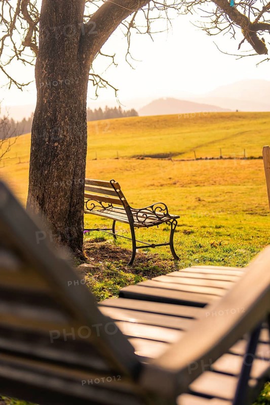 Bench under a tree in an autumn landscape with golden light and quiet atmosphere, Oberreute, Allgäu, Germany