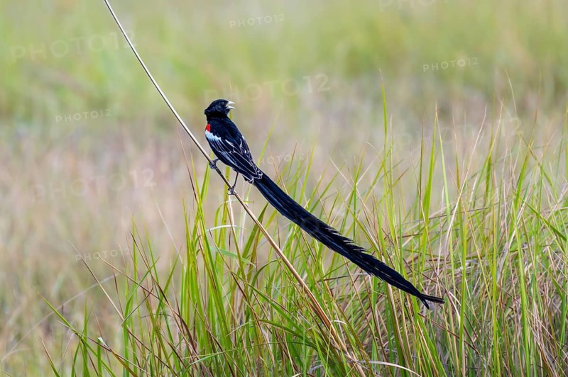 Long-tailed Widowbird (Euplectes progne) in breeding plumage, South Africa