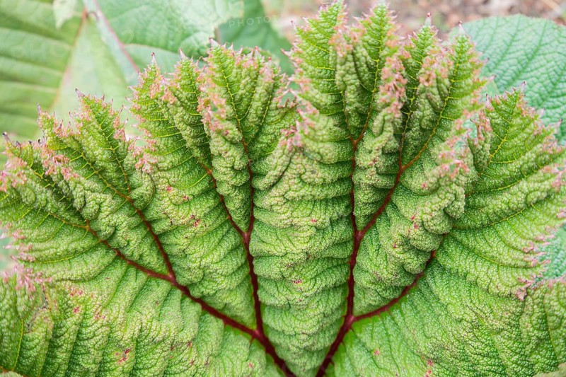 A detailed view of a Gunnera tinctoria leaf showcasing its intricate texture and vibrant green color. The unique leaf pattern is highlighted by subtle lighting