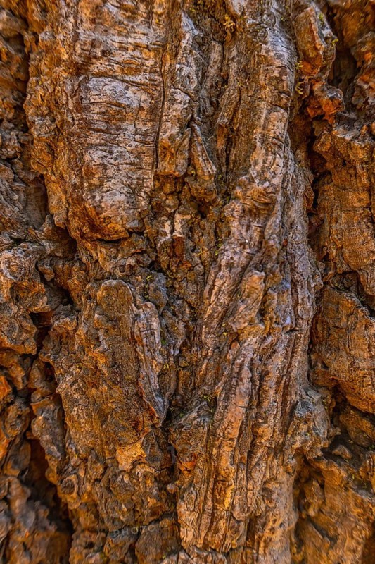 Giant sequoia tree bark displaying its deeply furrowed, fibrous texture with shades of brown and orange, highlighted by small patches of green moss in a california national park