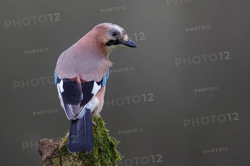 Eurasian Jay (Garrulus glandarius) perched on a mossy trunk, Poland