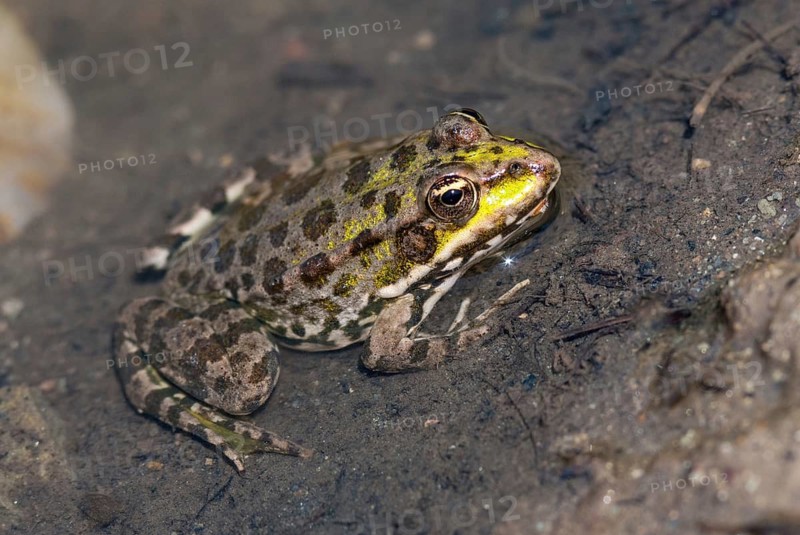 Marsh Frog, Pelophylax Ridibunda, Pelophylax Ridibundus, Rana Ridibunda, Sea Frog, Amphibian, Bulgaria, Frog, Frog, Amphibian