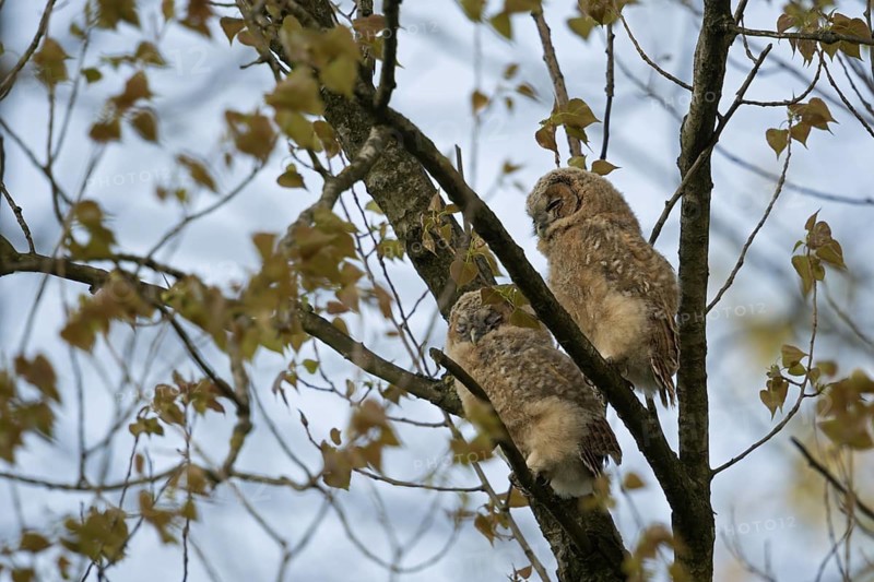 Tawny Owl (Strix aluco) juveniles perched in tree, North Rhine-Westphalia, Germany