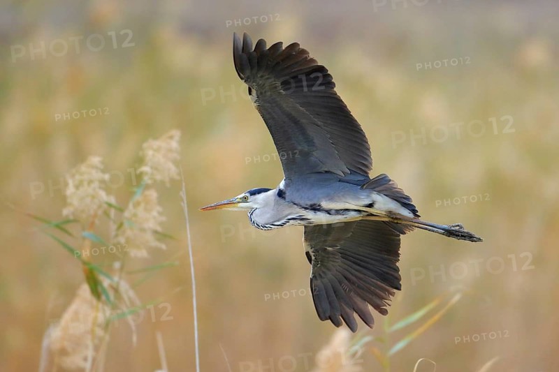 Grey Heron (Ardea cinerea) flying, Andalusia, Spain