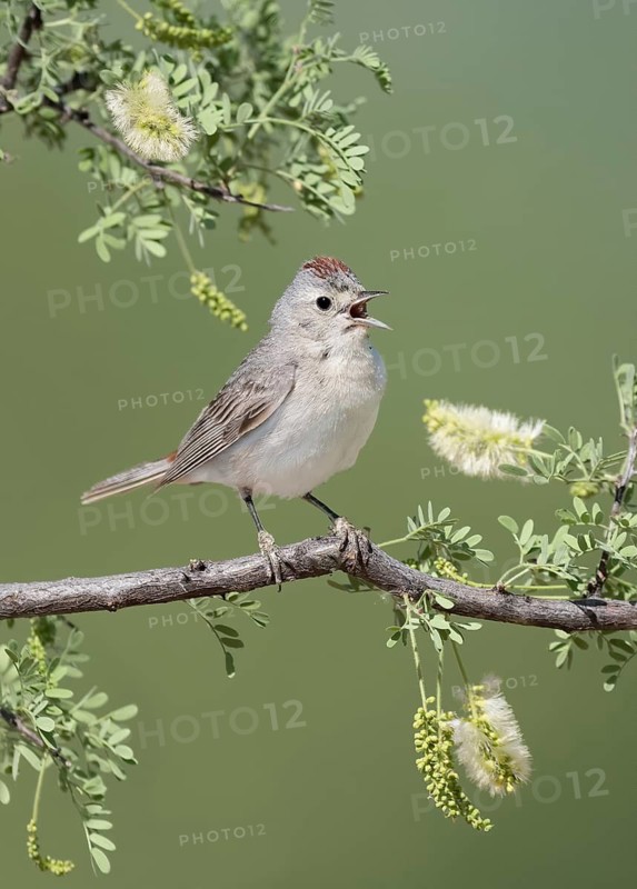 Lucy's Warbler (Leiothlypis luciae) singing, Arizona, USA