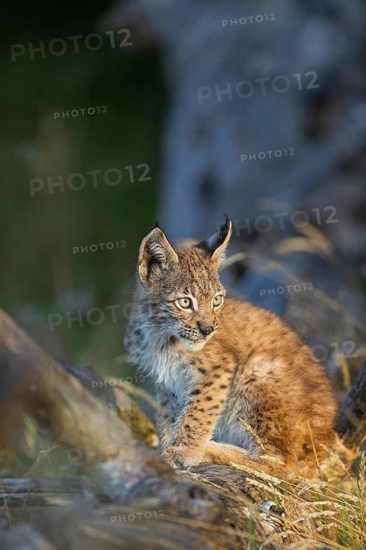 One young (10 weeks old) male Eurasian lynx, (Lynx lynx), resting on a rotten tree