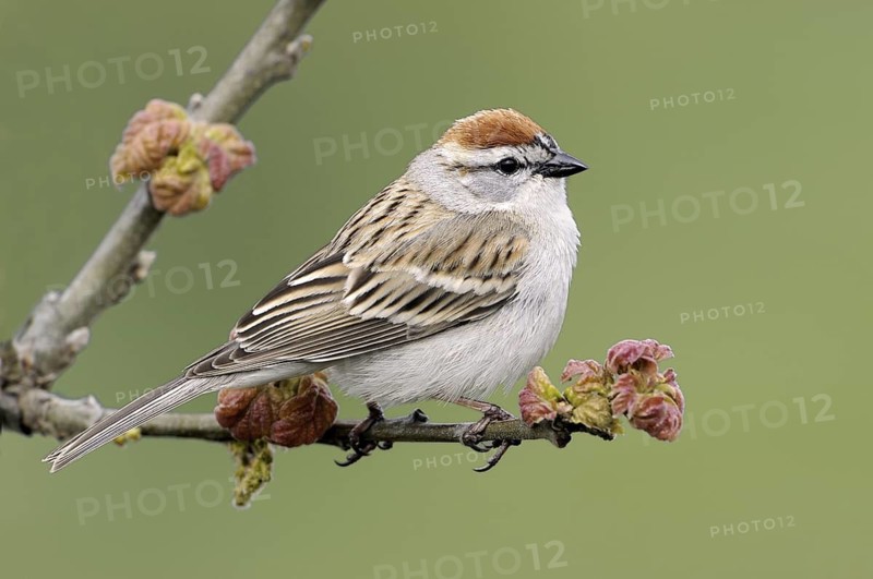 Chipping Sparrow (Spizella passerina), Canada