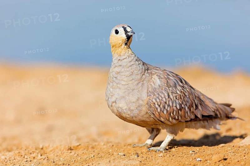 Kronenflughuhn, Crowned Sandgrouse, Pterocles coronatus, Ganga couronné, Ganga Coronada