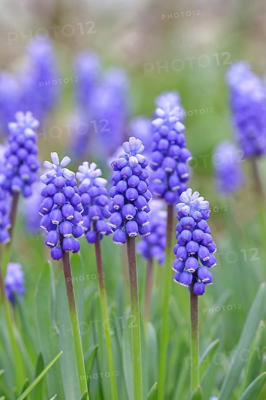 Grape hyacinth (Muscari latifolium), blue flower, early bloomer, spring, Wilnsdorf, North Rhine-Westphalia, Germany