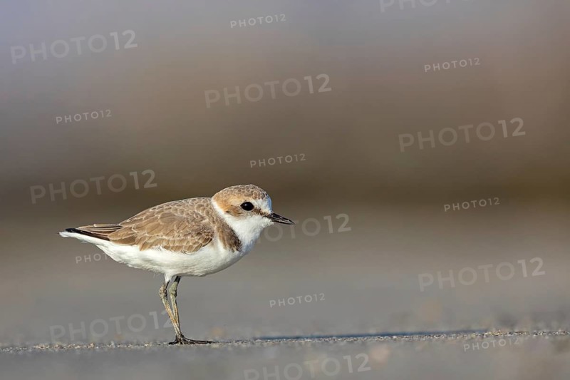 Animals, birds, plover, Kentish plover, (Charadrius alexandrinus), biotope, habitat, foraging, Barr Al Hikman, Shannah, Ash Sharqiyah South, Oman