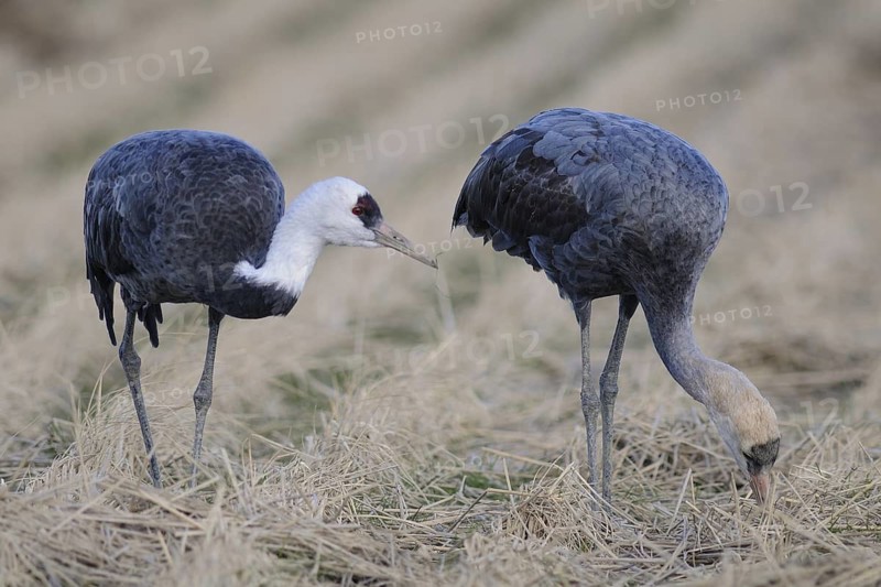 Hooded Crane (Grus monacha) juvenile, Arasaki, Japan