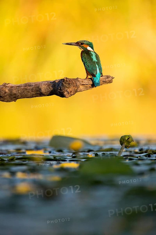 Common Kingfisher (Alcedo atthis) male, Extremadura, Spain