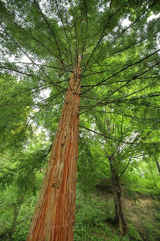 Coast redwood (Sequoia sempervirens), view from below, nature photography, Liliental, Kaiserstuhl, Breisgau, Baden-Württemberg, Germany