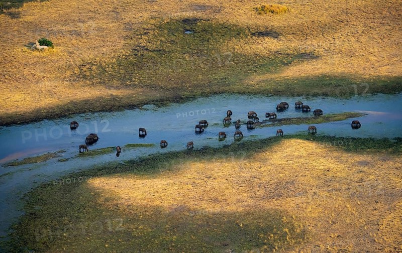 Kaffir buffalo (Syncerus caffer caffer), flock in river, aerial view, Okavango Delta, Botswana