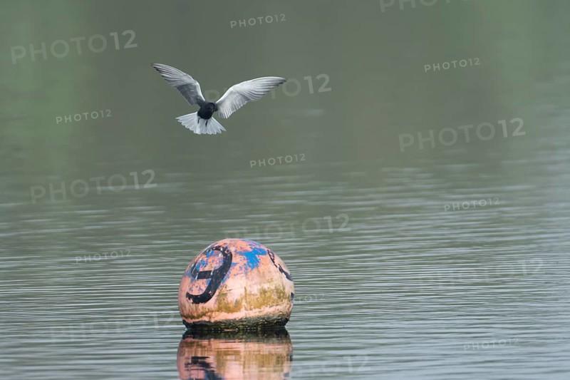 Black tern (Chlidonias niger) adult bird in flight on approach to land on a buoy on a lake, Suffolk, England, United Kingdom