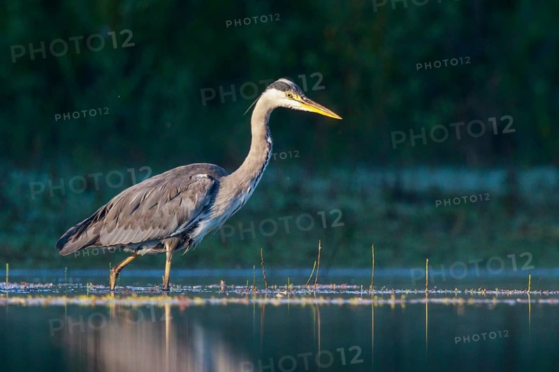 Grey Heron (Ardea cinerea) foraging, North Rhine-Westphalia, Germany
