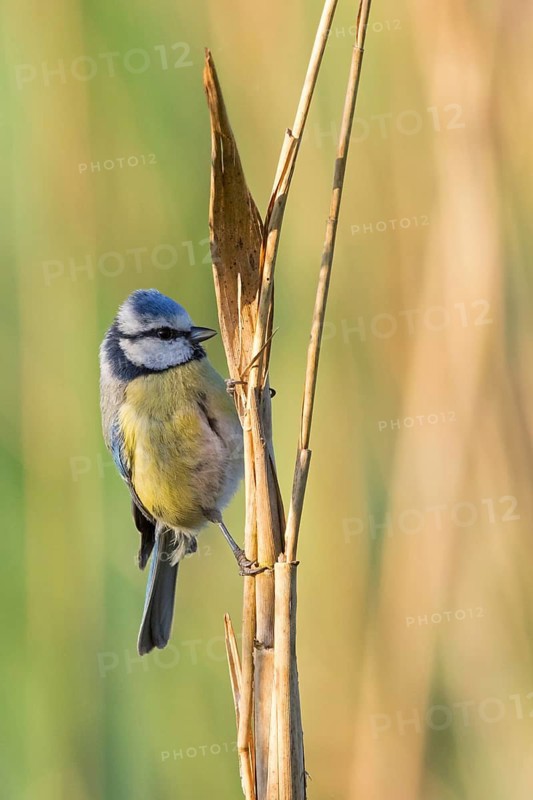 Blue tit, (Parus caeruleus), perch, tit dumpling, biotope, habitat, animals, birds, tits, songbirds, songbird, Eich-Gimbsheimer Altrhein, Worms district, Rhineland-Palatinate, Federal Republic of Germany