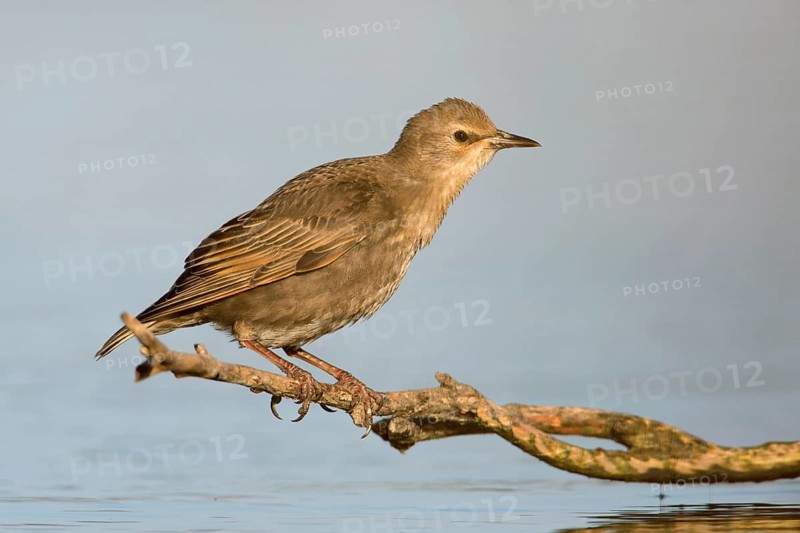 Common Starling (Sturnus vulgaris) juvenile, Victoria, Australia