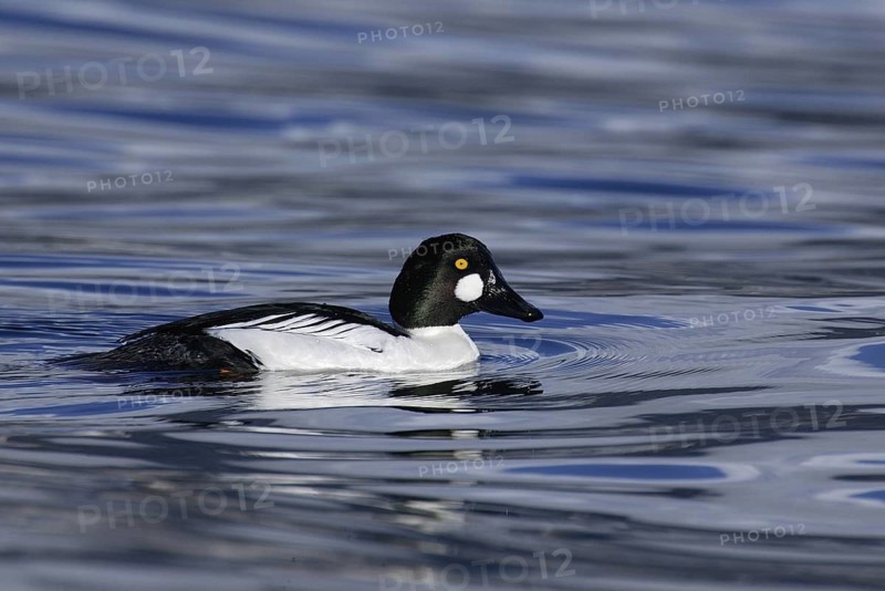 Common Goldeneye (Bucephala clangula) male, British Columbia, Canada