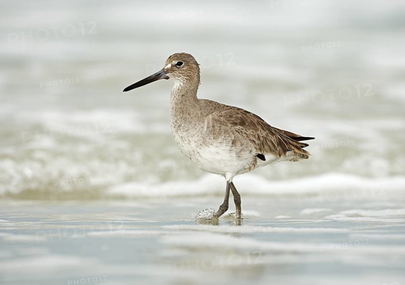 Willet (Tringa semipalmata), Florida, USA