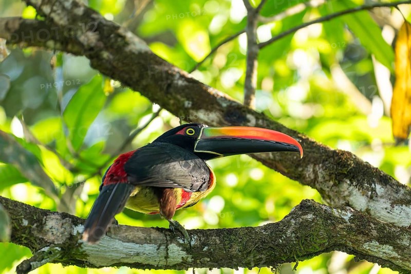 Fiery billed aracari perched on branch, close view, beak transilluminated revealing veins, Osa Peninsula, Puntarenas, Costa Rica