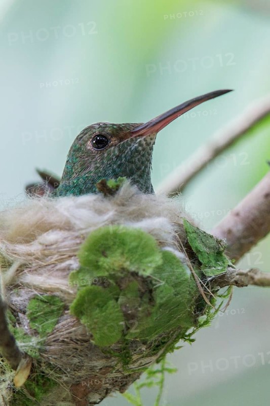 Rufous-tailed Hummingbird (Amazilia tzacatl) perched on a branch on its nest in Costa Rica