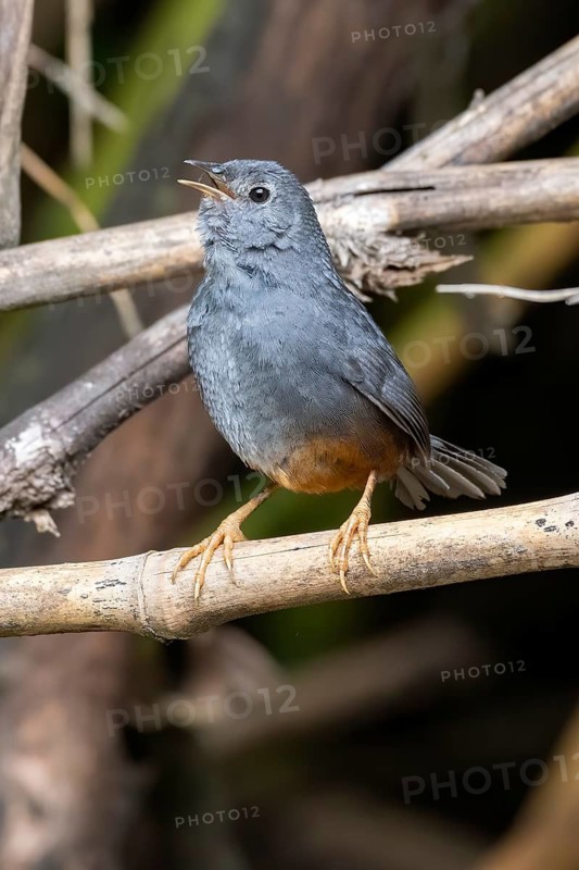 Ochre-flanked Tapaculo (Eugralla paradoxa) singing, Araucania, Chile