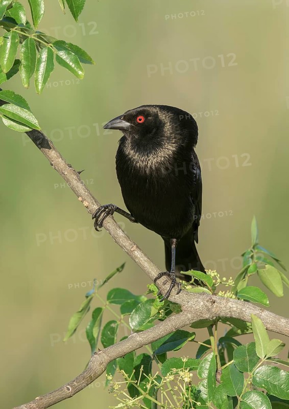 Bronzed Cowbird (Molothrus aeneus) male, Texas, USA