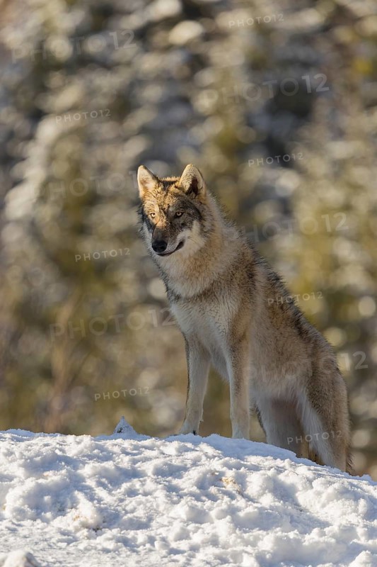 A young grey wolf (Canis lupus lupus) stands on a sloping, snow-covered meadow at the edge of a forest on a cold, sunny day