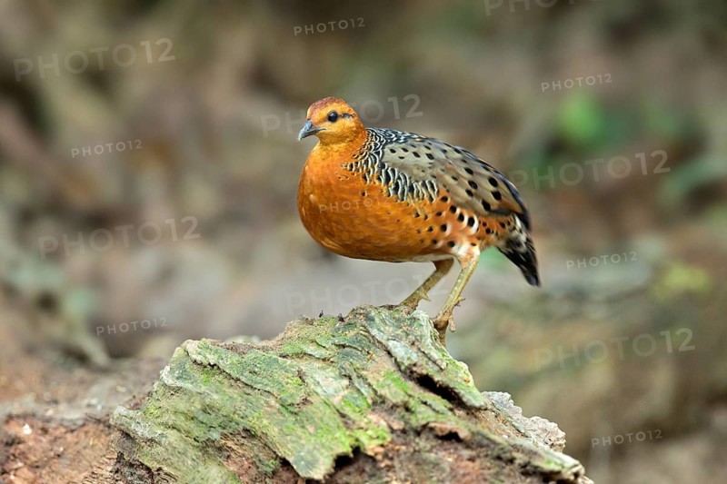Ferruginous Partridge (Caloperdix oculeus oculeus) male perched on the ground, Pahang, Malaysia