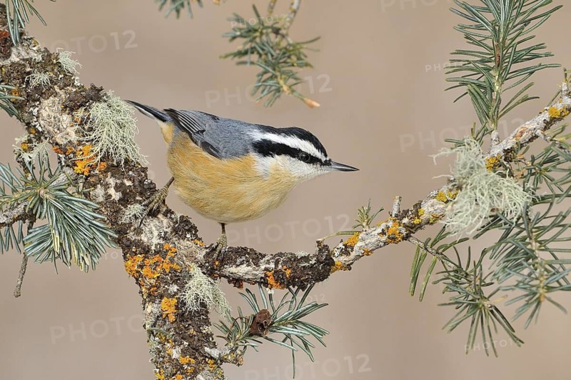 Red-breasted Nuthatch (Sitta canadensis), New Mexico, USA