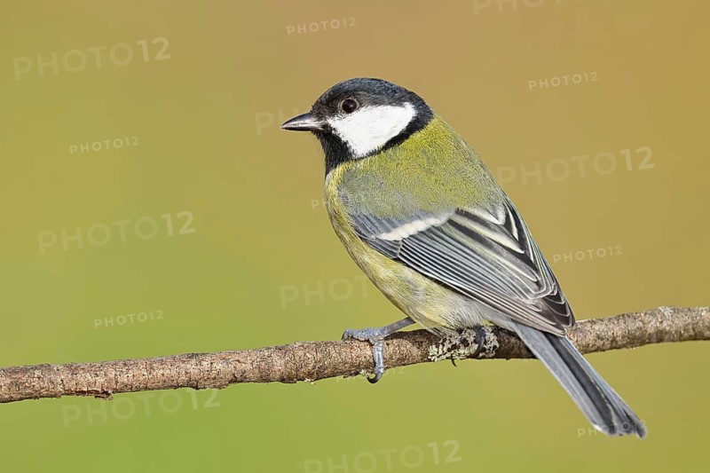 Great tit (Parus major), sitting on a branch, Wilnsdorf, North Rhine-Westphalia, Germany