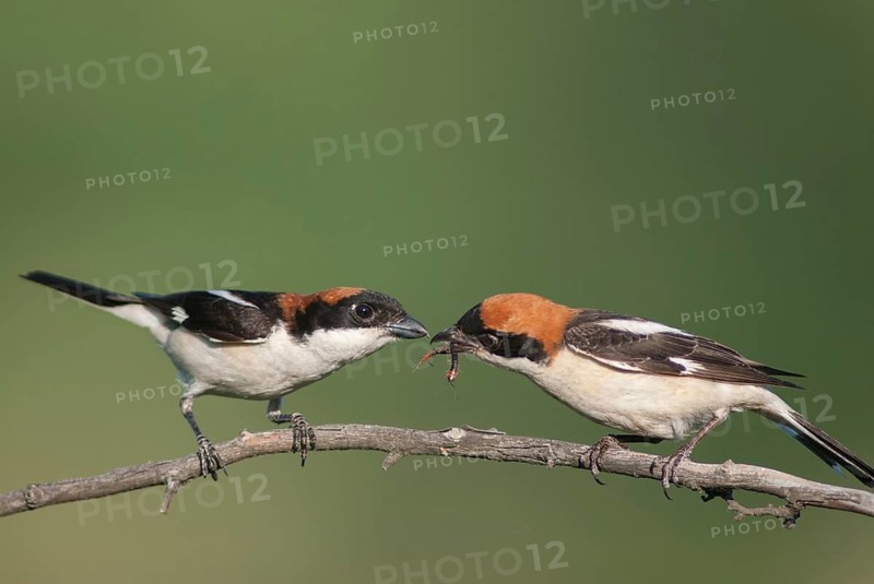 Lanius senator, red-headed shrike, woodchat shrike, birds, Bulgaria, female, male, passeri, songbirds, songbirds, birds, female, shrike