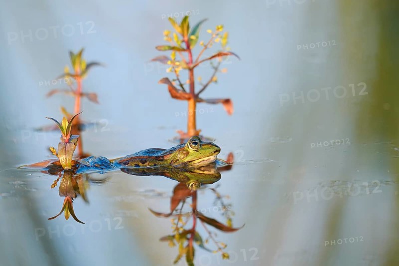 Marsh frog (Pelophylax ridibundus, Rana ridibunda), male in the water, North Rhine-Westphalia, Germany