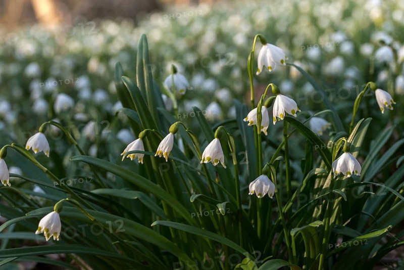 Amaryllidaceae, spring knot flower, leucojum vernum, fairy tale cup, daffodil, flora, spring, plants, spring, spring snowflake