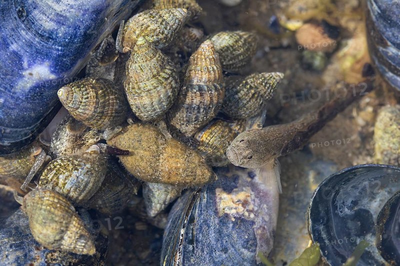 A beach goby (Pomatoschistus microps) searches for food between net snails (Nassarius reticulatus), mussel, mussel bank, edible, camouflage, beach, Baltic Sea, June, Denmark