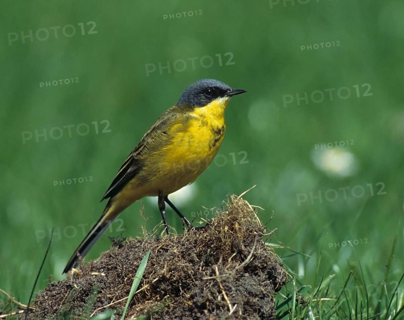 Dark-headed wagtail, motacilla flava thunbergi, Nordic sheeptail, birds, male, passeri, songbirds, birds