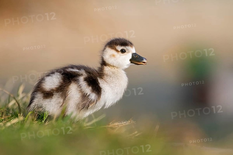 Egyptian goose (Alopochen aegyptiaca) cute chick on a meadow at the shore of a lake, Bavaria, Germany