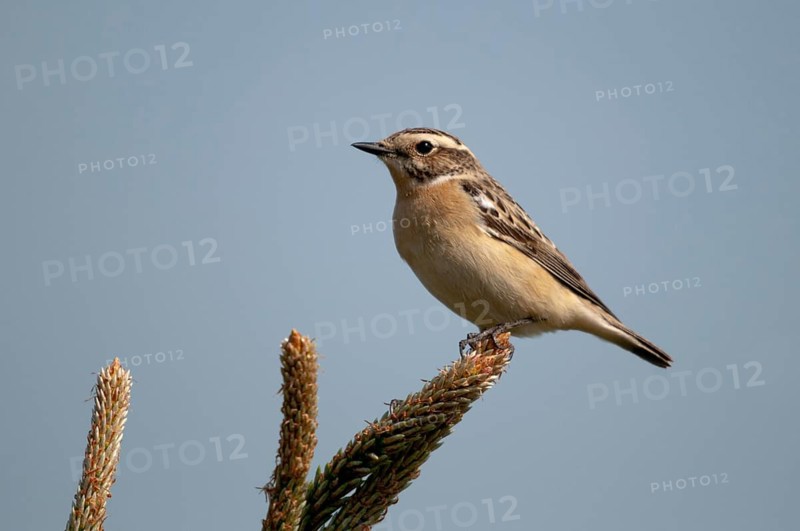 Brandenburg, whinthroat, Germany, national natural heritage, natural paradise Grünhaus, saxicola rubetra, whinchat, post-mining landscape, birds, female, green house, passeri, songbirds, birds, female