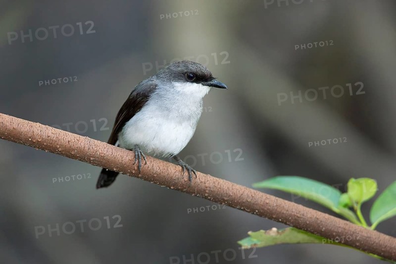 Mangrove Robin (Peneoenanthe pulverulenta leucura), Queensland, Australia