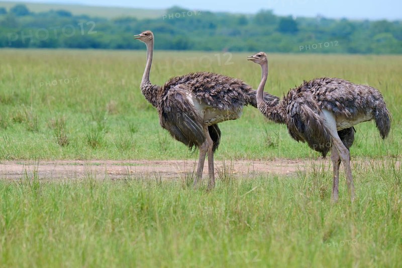 Two ostriches walking side by side across a vast green meadow: common ostrich (Struthio camelus), Masai Mara National Reserve, Narok County, Kenya