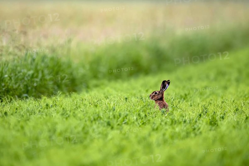 A hare sits alert in the middle of a green meadow in a peaceful natural setting: a European hare in the fields near Herleshausen in Germany (Lepus europaeus)