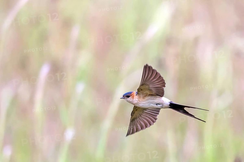 Rufous Swallow, (Cecropis rufula), Animals, Bird, Birds, Swallow, Swallow family, Lesbos, Greece
