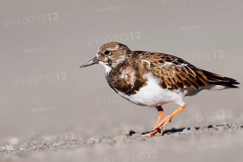 Ruddy turnstone (Arenaria interpres), Fuerteventura, Canary Islands, Spain