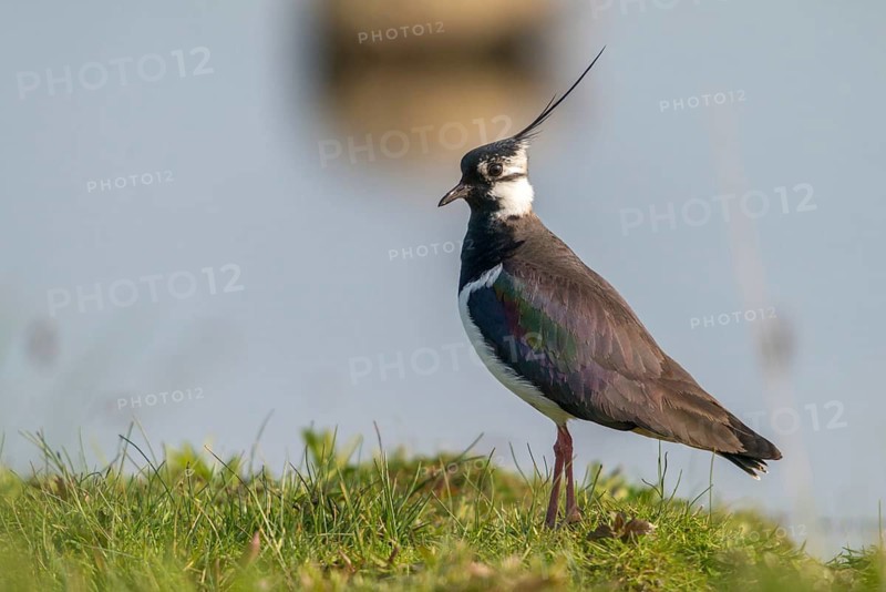 Lapwing, vanellus vanellus, birds, charadriiformes, limikolen, plovers, birds, waders, waders